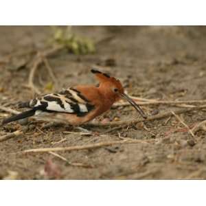  African Hoopoe Bird Foraging on the Ground Premium 