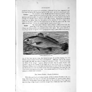    COMMON MEAGRE FISH SCIAENOIDS NATURAL HISTORY 1896