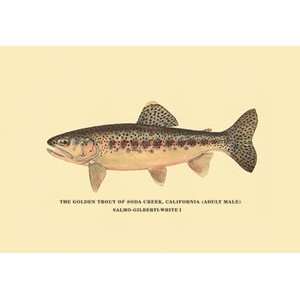  Golden Trout of Soda Creek   Paper Poster (18.75 x 28.5 