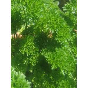  Triple Curled Parsley Seed   Seed Packet Patio, Lawn 