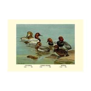  Canvas Back Common Pochard and Red Head Ducks 12x18 Giclee 