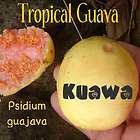 TROPICAL GUAVA Psidium guajava Hawaii Kuawa Goiaba LIVE RARE FRUIT 