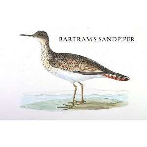  Birds Bartrams Sandpiper Sheet of 21 Personalised Glossy 