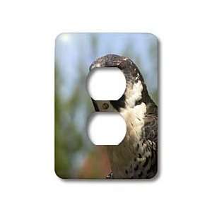 Jackie Popp Nature N Wildlife birds   Peregrine Falcon   Light Switch 