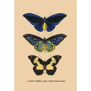  Exclusive By Buyenlarge Papilio Urvillianus, Guer 20x30 