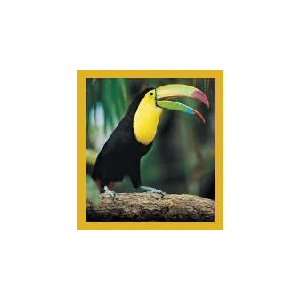  New Magnetic Bookmark Toucan High Quality Modern Design 