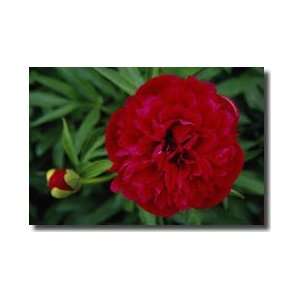 Peony Bernheim Arboretum And Research Forest Kentucky Giclee Print 