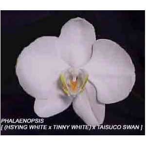 Phal. [ (Hsying White x Tinny White) Orchidheights x Taisuco Swan 