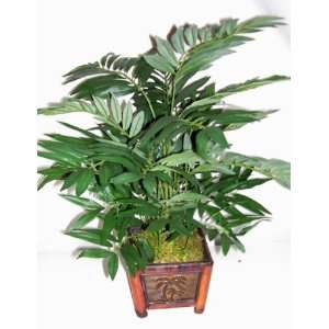  20 Potted Palm Plant
