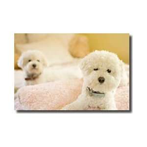  Bichons Giclee Print