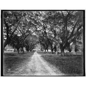 The Barracks,through live oak,mahogany trees,Port of Spain,Trinidad,W 