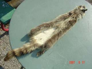 Raccoon pelt trapper harvested tanned skin wild fur  