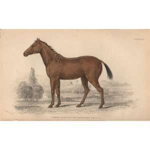  Jardine 1884 Engraving of the Hybrid First Foal of Brood 