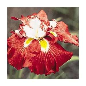  Shogun Japanese Iris