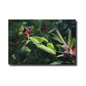 Blooming Rhododendron Pilot Mountain State Park North Carolina Giclee 