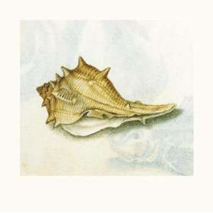  Conch Shell Poster Print
