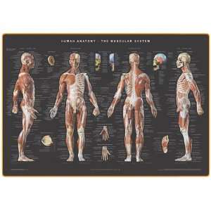  Wallchart Human Muscular System Industrial & Scientific