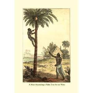  Man Ascending a Palm Tree for Its Wine 20x30 Canvas