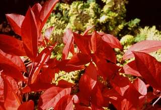 Here is another plus This shrub grows well in areas from full shade 