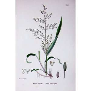  Wood Millet Grass Botany Plants C1902 Milium Effusum