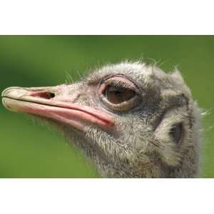  Ostrich Taxidermy Photo Reference CD