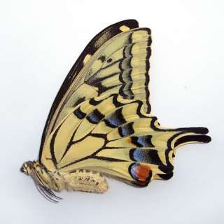HUGE butterfly Papilio machaon FEMALE #SZ14  