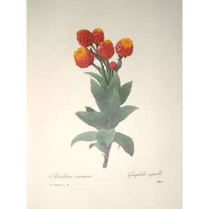  Redoute Botanical Print #8 Astelma Gnaphale Everything 