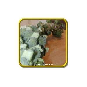  Catskill   Jumbo Brussel Sprouts Seed Packet (500) Patio 