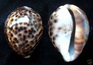 seashell Cypraea tigris FREAK LIP 73mm Gem  