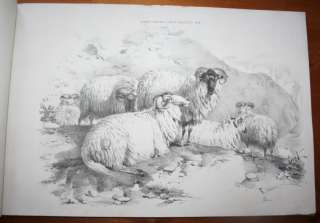 1845~Thomas Sydney Cooper~Cattle Subjects~20 Plates  