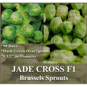  30 JADE CROSS F1 Brussel Sprouts seeds ~ 1 1/2  SPROUTS 