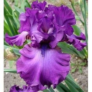  Iris Swingtown claret giant bearded 15_perennials Patio 
