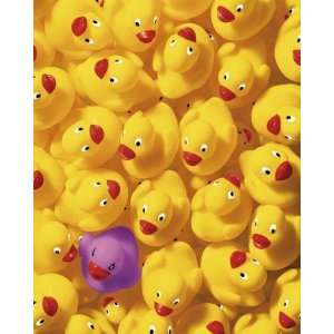  Dave Brullmann   Quack Quack I Canvas