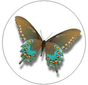 BROWN & TURQUOISE BUTTERFLY~ 1 Sticker / Seal Labels  