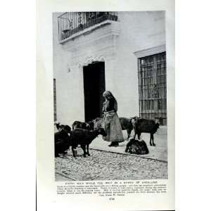  c1920 FRESH MILK BYWAY ANDALUSIA SPAIN GOATS ANIMALS