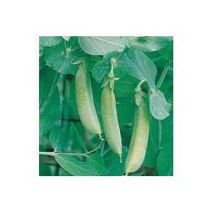 Davids Non Hybrid Organic Pea Sugar Snap 90 (Pisum sativum) Seeds per 