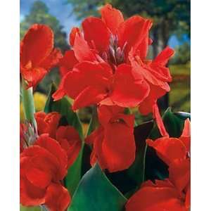   CANNA THE PRESIDENT Large Root, 6 FEET TALL Patio, Lawn & Garden