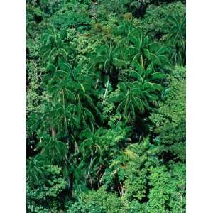  Overhead of Coconut Trees and Forest Canopy, Bako National 