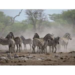 Alert Zebra Herd Stirs Up Dust at a Waterhole in Dry Season Drought 