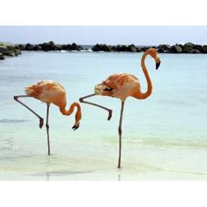  Flamingos Photo Print on 24 x 32 Gallery Wrapped Canvas 