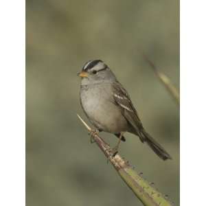 White Crowned Sparrow on an Agave Leaf (Zonotrichia Leucophrys 
