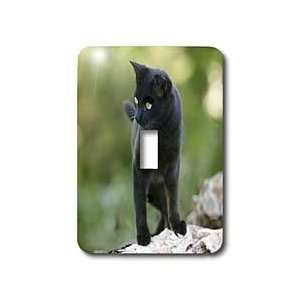  VWPics Cats and Dogs   Black Cat in Nature standing on the 