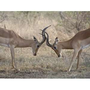  Impala Sparring, Kruger National Park, South Africa, Africa Animal 