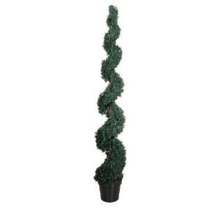   4270623 Cedar Spiral Silk Tree 6 Inch  Indoor Outdoor