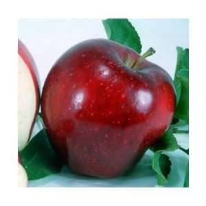   and 3 Winesap Apple 2 foot bareroot Tree Whips Patio, Lawn & Garden