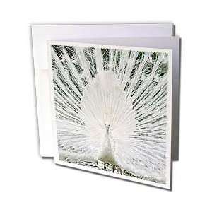  Birds   White Peacock   Greeting Cards 6 Greeting Cards 