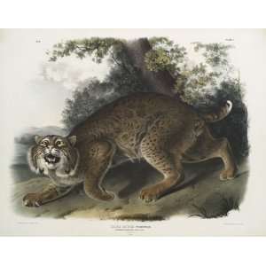   John James Audubon   24 x 18 inches   Lynx rufus, C