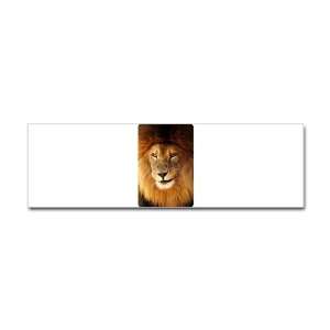  Bumper Sticker Male Lion Smirk 