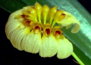 Cirrhopetalum curtisii var. Lutescens Species Orchid Plant  