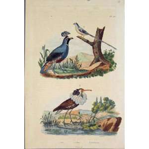    Bird Birds Colin Coliou Combattant Old Printantique